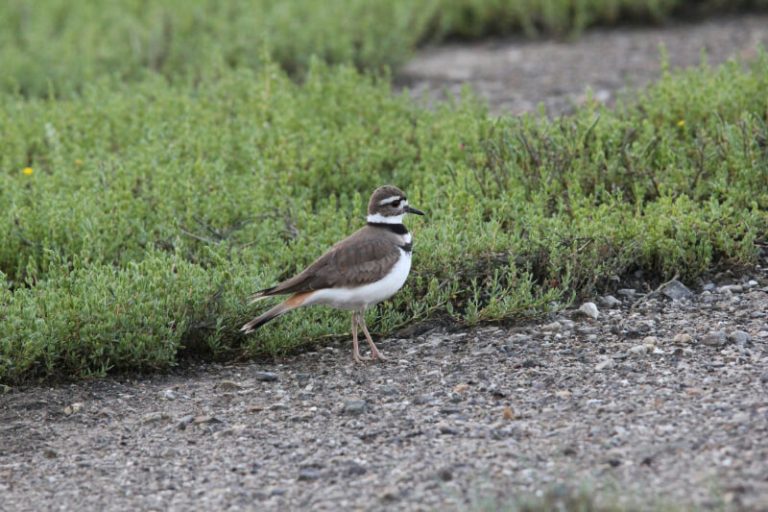 Killdeer