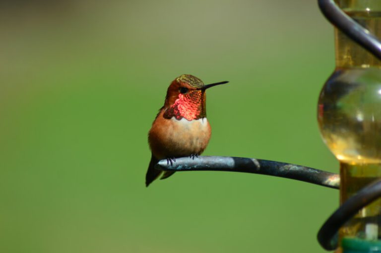 Rufous Hummingbird