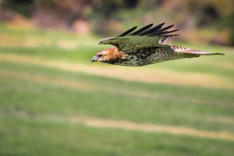 Red-tailed Hawk