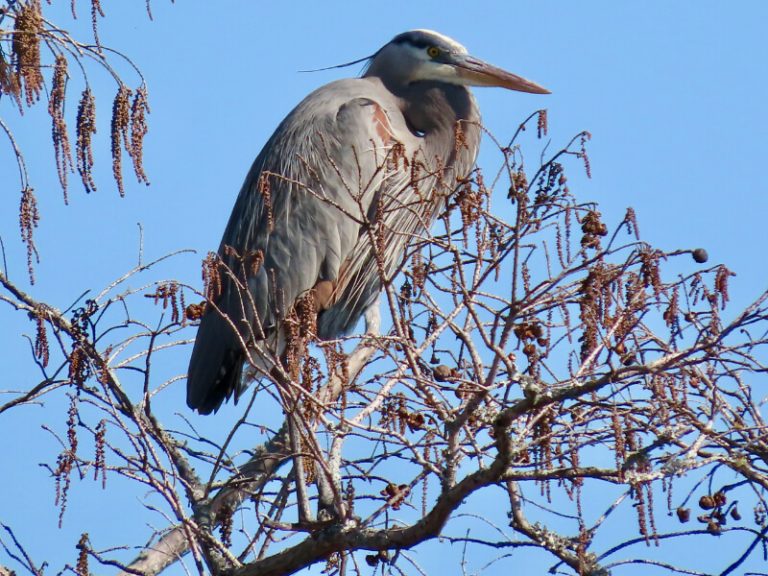 Great Blue Heron