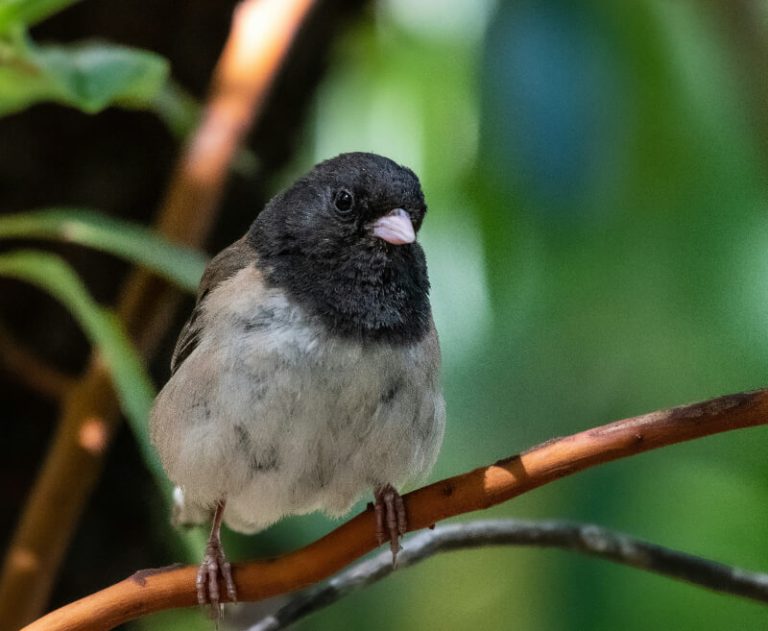 Dark-Eyed Junco