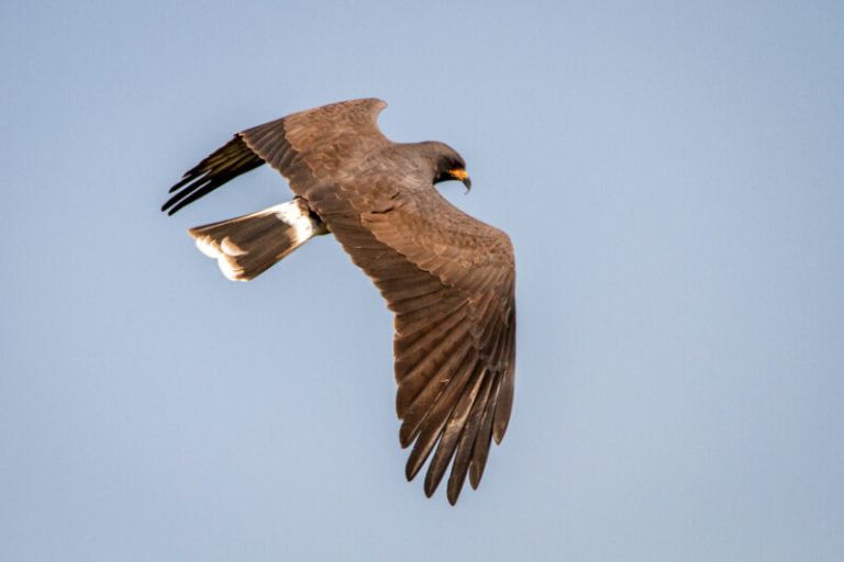 Northern Harrier