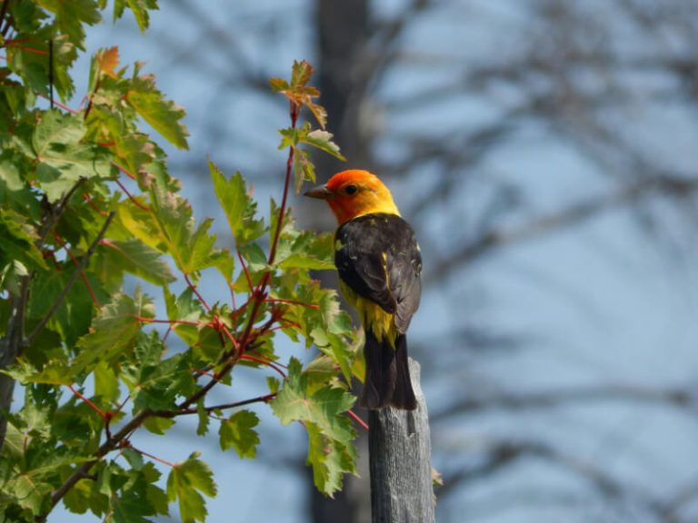 Western Tanager