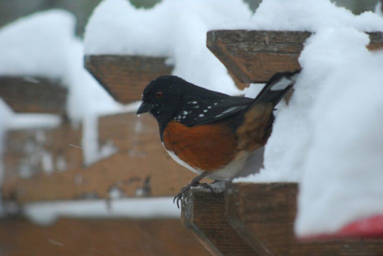 Rufous-sided Towhee